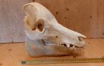 schedel varken, Ophalen of Verzenden, Gebruikt, Schedel