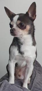 Prachtige blauw/grijze Chihuahua dekreu, Particulier, 1 tot 2 jaar, Reu, Nederland