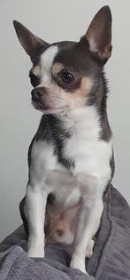 Prachtige blauw/grijze Chihuahua dekreu, Dieren en Toebehoren, Honden | Dekreuen, Reu, 1 tot 2 jaar, Eén hond, Nederland