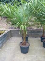 Palmboom Fortunei stam 40-50 cm, Ophalen, Zomer, Volle zon, Palmboom