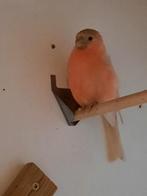 Noorse goudvink, Dieren en Toebehoren, Vogels | Overige Vogels, Mannelijk, Wildzangvogel, Geringd