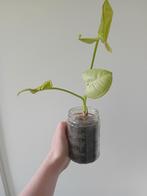 Syngonium milk confetti, Ophalen, Overige soorten, Minder dan 100 cm