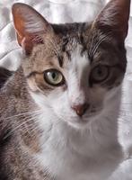 TOMMY 2jr. vriendelijk/kroeler/aanhankelijk/speels/cats, Dieren en Toebehoren, Katten en Kittens | Overige Katten, Kater, Kortharig