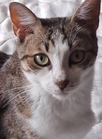 TOMMY 2jr. vriendelijk/kroeler/aanhankelijk/speels/cats beschikbaar voor biedingen