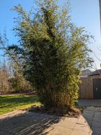 Grote Bamboestruik voor de Tuin, Tuin en Terras, Ophalen, Bloeit niet, Halfschaduw, Overige soorten