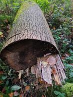 Boomstammen populier haardhout, deels gedroogd, Minder dan 3 m³, Ophalen, Overige houtsoorten, Stammen