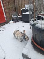 Te koop aangeboden konijnen, Dieren en Toebehoren, Konijnen, Mannelijk, Klein, 0 tot 2 jaar