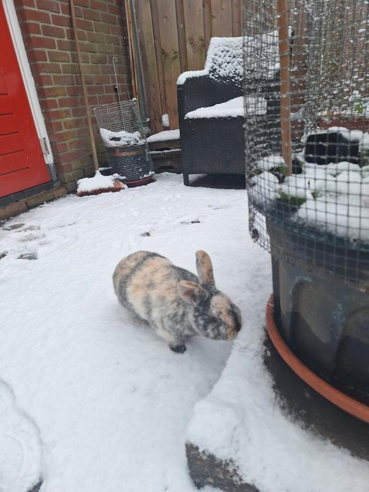 Te koop aangeboden konijnen, Dieren en Toebehoren, Konijnen, Klein, Mannelijk, 0 tot 2 jaar