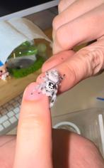 Springspinnen te koop, Dieren en Toebehoren, Insecten en Spinnen, Bijen