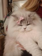 prachtige lieve knuffel kater, Dieren en Toebehoren, Katten en Kittens | Raskatten | Langhaar, Kater, Ontwormd, 3 tot 5 jaar