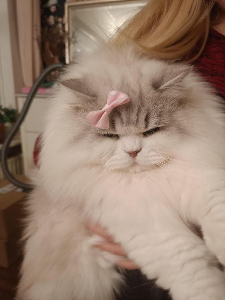 prachtige lieve knuffel kater, Dieren en Toebehoren, Katten en Kittens | Raskatten | Langhaar, Kater, 3 tot 5 jaar, Met stamboom