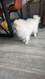 Pomeranian, Dieren en Toebehoren, 15 weken tot 1 jaar, Reu, Poolhond, Parvo