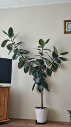 (ficus robusta) rubberplant in pot, Huis en Inrichting, Kamerplanten, Ophalen, Ficus, In pot, 150 tot 200 cm