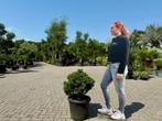 Pinus mugo Turra 50-60 cm planthoogte te koop!, Tuin en Terras, In pot, Halfschaduw, Minder dan 100 cm, Zomer