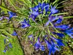 Agapanthus zaad, Afrikaanse lelie zaadjes, Ophalen of Verzenden, Voorjaar, Volle zon, Zaad