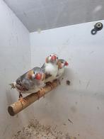 Te koop mannen witborst, Mannelijk