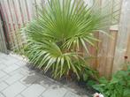 Palmboom - middel, Tuin en Terras, Bloeit niet, 100 tot 250 cm, Palmboom, Ophalen