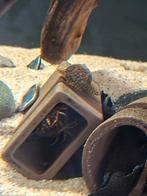 Ancistrus koppel Wabenmunster m/v (twee koppels beschikbaar), Dieren en Toebehoren, Vis