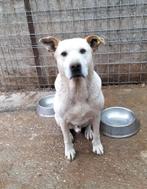Lieve,stoere Bolt ter adoptie, 6 jaar of ouder, Particulier, Rabiës (hondsdolheid), Reu