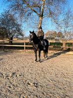 Mega brave lieve forse ruin, Dieren en Toebehoren, Pony's, E pony (1.48m - 1.57m), B, Ruin, 3 tot 6 jaar