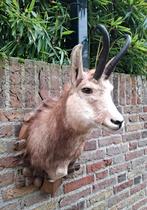 Opgezette gems taxidermy opgezet hert gewei schedel jacht, Verzamelen, Dierenverzamelingen, Ophalen, Wild dier, Gewei of Kop