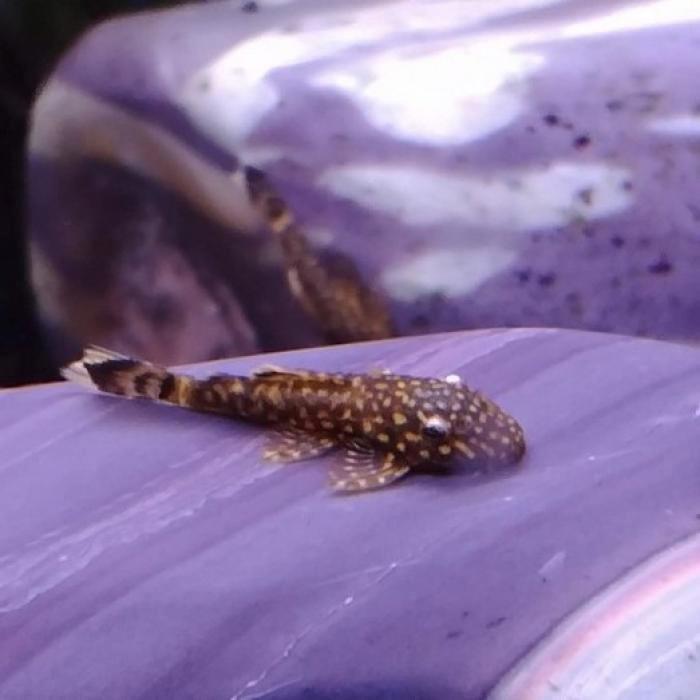 Ancistrus cf. cirrhosus, Dieren en Toebehoren, Vissen | Aquariumvissen, Vis