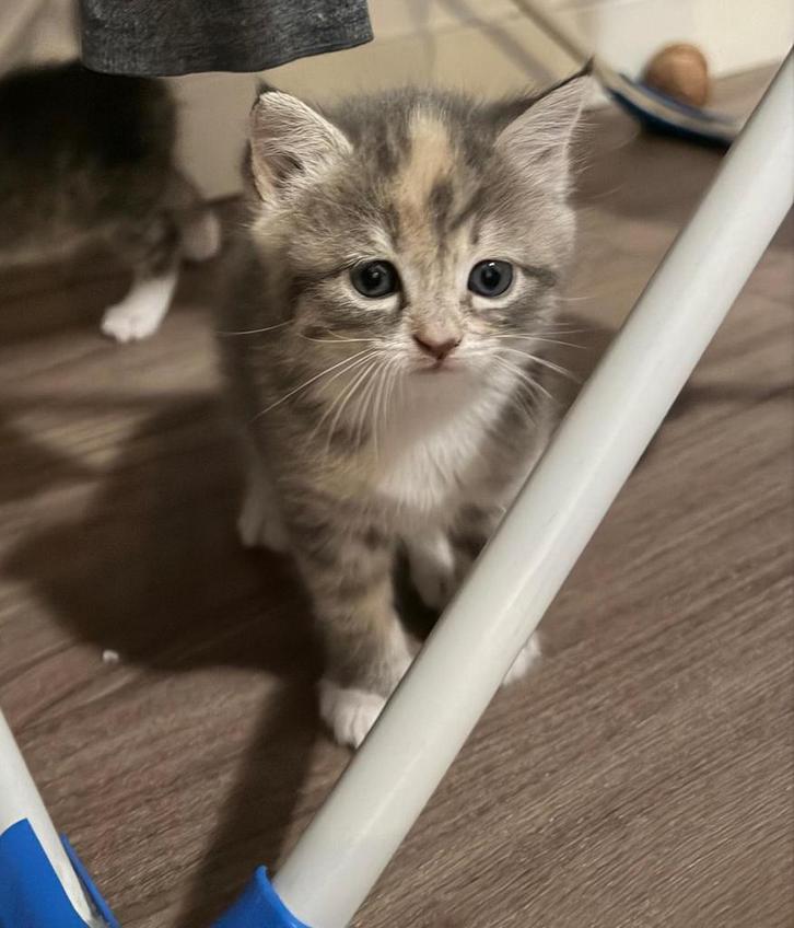 2 super lieve kittens aangeboden!, Dieren en Toebehoren, Katten en Kittens | Raskatten | Langhaar, Meerdere dieren