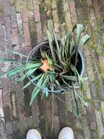 Yucca stekken - Klaar om te planten!, Tuin en Terras, Planten | Tuinplanten, Volle zon, Vaste plant, Zomer, Ophalen