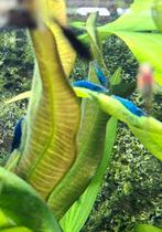 Blauwe garnaaltjes te koop, Kreeft, Krab of Garnaal