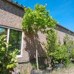 Bolplataan 220cm stam, Tuin en Terras, Planten | Bomen, Ophalen, Volle zon, Overige soorten