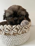 Bolonshi pups mogen nest verlaten, Dieren en Toebehoren, Honden | Chihuahua's en Gezelschapshonden, Overige rassen, CDV (hondenziekte)
