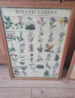 Cavallini & co posters botanic garden en herbs in lijsten, Antiek en Kunst, Ophalen