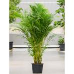 Dypsis Lutescens - Areca Palm g24810