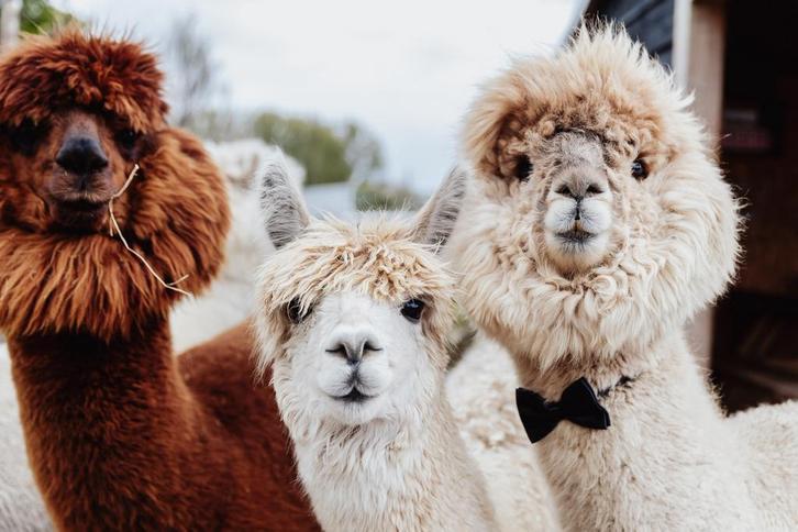 Tuft workshop tussen de alpaca’s, Hobby en Vrije tijd, Knutselen, Nieuw, Overige typen, Ophalen