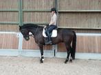 SUPER LIEVE KWPN RUIN TE KOOP, Dieren en Toebehoren, Paarden, Met stamboom, Z, Ruin, Dressuurpaard
