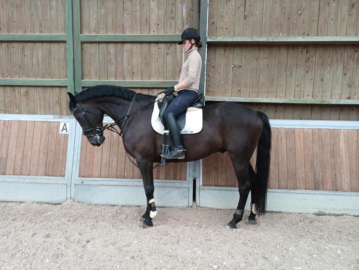 SUPER LIEVE KWPN RUIN TE KOOP, Dieren en Toebehoren, Paarden, Ruin, Z, 170 tot 175 cm, 7 tot 10 jaar, Dressuurpaard, Met stamboom