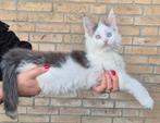 Maine Coon, Harlekijn, blauwe ogen, mannetje., Kater