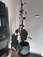 Philodendron erubescens in pot grote kamerplant ca. 1.35 m, Huis en Inrichting, Kamerplanten, Ophalen