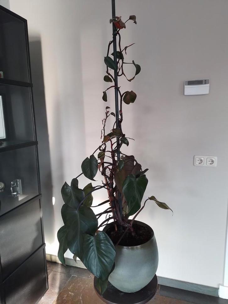 Philodendron erubescens in pot grote kamerplant ca. 1.35 m, Huis en Inrichting, Kamerplanten, Ophalen