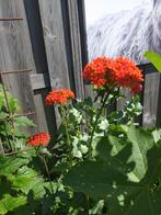 ZADEN VAN LYCHNIS CHALCEDONICA, Ophalen of Verzenden, Voorjaar, Zaad, Volle zon