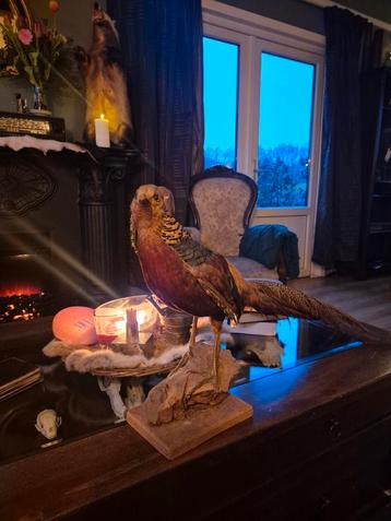 Unieke opgezette goudfazanthaan – prachtige taxidermi beschikbaar voor biedingen