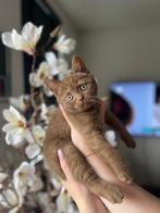 Britse korthaar kittens met stamboom, Meerdere dieren, Gechipt, 0 tot 2 jaar