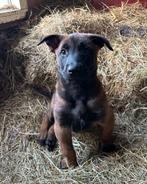 Mechelse herder pups, 8 tot 15 weken, CDV (hondenziekte), Meerdere, Meerdere dieren