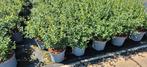 Osmanthus burkwoodii schijnhulst | haagplanten , borderplant, Tuin en Terras, Planten | Struiken en Hagen, Ophalen of Verzenden