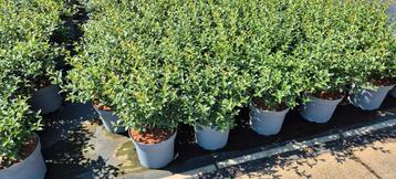 Osmanthus burkwoodii schijnhulst | haagplanten , borderplant beschikbaar voor biedingen
