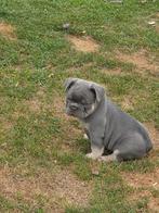 Franse bulldog pupjes, Dieren en Toebehoren, Honden | Bulldogs, Pinschers en Molossers, België, Particulier, CDV (hondenziekte)