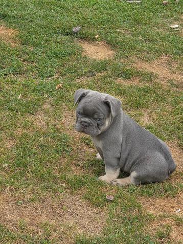 Franse bulldog pupjes beschikbaar voor biedingen