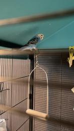 Grasparkietje, Dieren en Toebehoren, Vrouwelijk, Dwergpapegaai of Agapornis, Tam