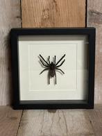 Spin in lijst, Ophalen of Verzenden, Nieuw, Opgezet dier