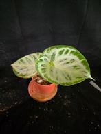 Anthurium silver blush kneusje, Ophalen of Verzenden, Overige soorten, Minder dan 100 cm